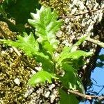 Quercus pubescens Liść