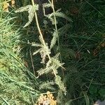 Achillea nobilis 整株植物