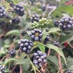 Lantana viburnoides Fruit