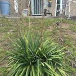 Yucca filamentosaBlad