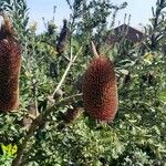 Banksia praemorsa Fruit