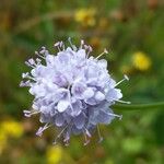 Succisella inflexa Flower