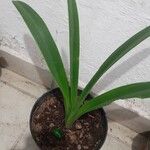 Amaryllis belladonna Lapas