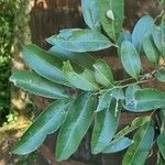 Matayba elaeagnoides Leaf