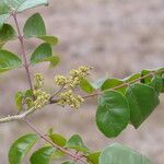 Zanthoxylum rhoifolium फूल