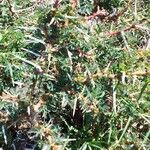 Vachellia seyal Folha