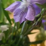 Viola pumila Flower