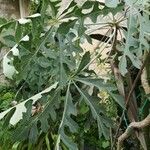 Cussonia paniculata 葉