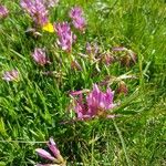 Trifolium alpinumVirág