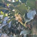 Prunus laurocerasus Flor