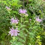 Monarda fistulosaBlodyn