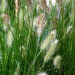 Cynosurus echinatus Libunga