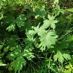 Aconitum krylovii Leaf