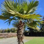 Trachycarpus fortunei Folha