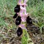 Ophrys magniflora Mosusu