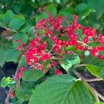 Viburnum plicatum Ffrwyth