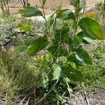 Acacia mangium Ліст