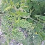 Solanum pimpinellifolium Blad