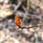 Fagus grandifolia Yaprak