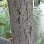 Calophyllum calaba 樹皮
