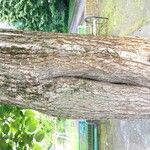 Catalpa bignonioides 樹皮