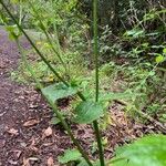 Ranunculus cortusifolius Habit