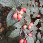 Cotoneaster franchetii Fruit