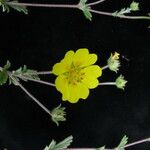 Potentilla argyrophylla Natur