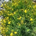Gutierrezia mandonii 整株植物