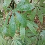 Cyclanthera pedata 葉