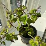 Plectranthus ernstii 葉