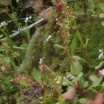 Rumex bucephalophorus 果