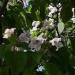 Catalpa speciosa Altul/Alta