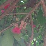 Syzygium malaccense Fleur