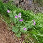 Geranium sylvaticumBloem