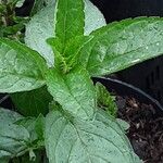 Mentha × piperita List