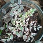 Oenanthe javanica 葉