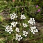 Carum verticillatum Flower