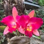 Cattleya brevipedunculata Çiçek