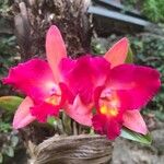 Cattleya wittigiana പുഷ്പം