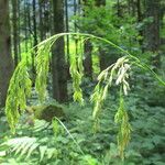 Festuca altissima Övriga