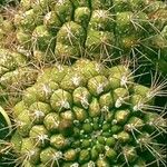 Gymnocalycium saglionis Leaf