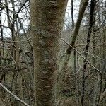 Alnus serrulata Corteza