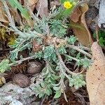 Alyssum diffusum Blad