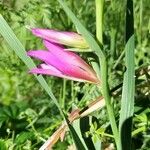 Gladiolus italicus Kvet