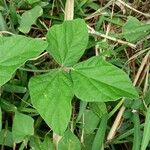 Macroptilium atropurpureum Levél