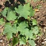 Smallanthus uvedalia Leaf