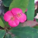 Euphorbia miliiFlower