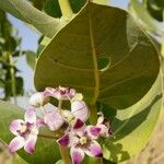 Calotropis procera फूल