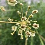 Laserpitium gallicum Fruit